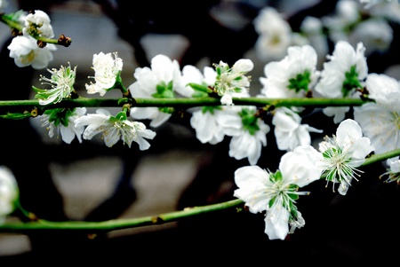 Peach, white flowers,Cherry blossoms