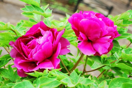 Pink peony in bloom with its green leaves as backgroundの写真素材