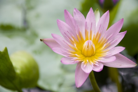 blossom pink lotus flower in potの写真素材