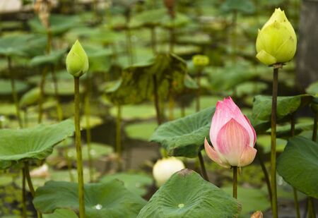 Beautiful water lilyの写真素材