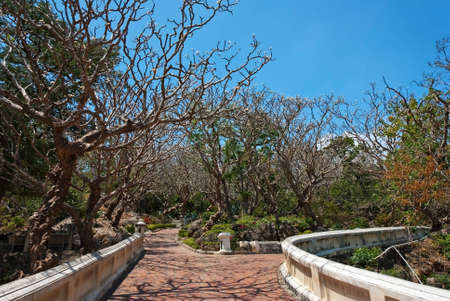 Path way with frangipaniの写真素材