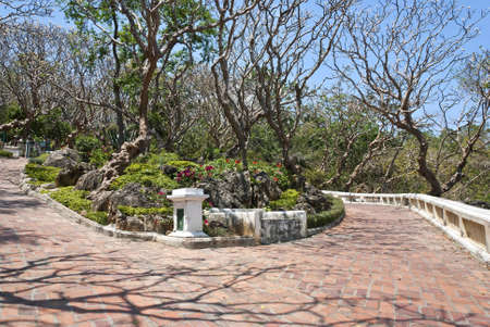 Path way with frangipaniの写真素材