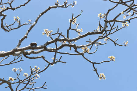 Path way with frangipani