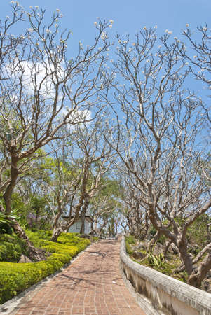 Path way with frangipaniの写真素材