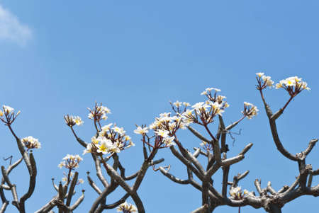 Path way with frangipaniの写真素材