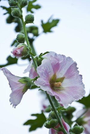 flowerの写真素材
