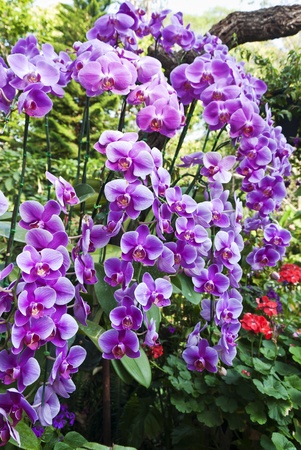 flowersの写真素材