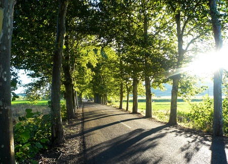 County secondary road with trees on both sides providing shade  Gradefes road  Leon  Spainの写真素材