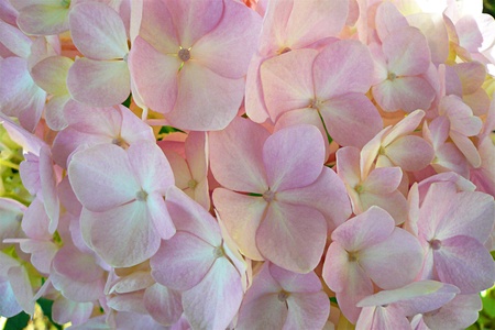  Beautiful flowers of light pink hydrangeasの写真素材