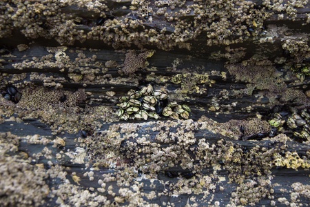 Barnacles clinging to a rock in the sea coast の写真素材