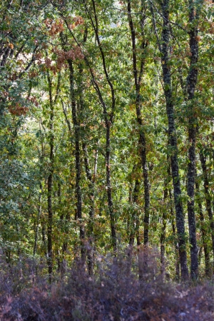 Young oaks, tall straight urz based or focus purple heatherの写真素材
