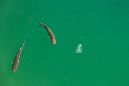 Fish swimming in the sea surface with floating plastic cupの写真素材