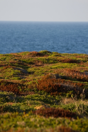 Beautiful vegetation mantle with fall colors in the Cantabrian Sea coast backgroundの写真素材