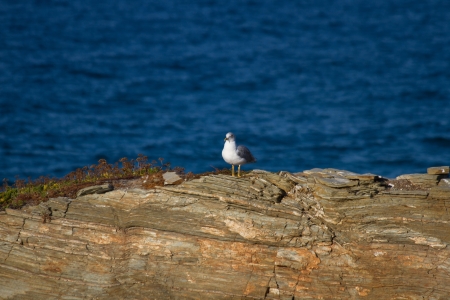 Seagull perched on the rocks of the shore blue seaの写真素材
