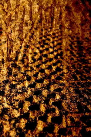 Abstract texture or shot in road and tree bark 