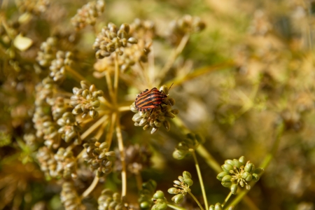 Graphosoma lineatum bug on plant parsley in grana の写真素材