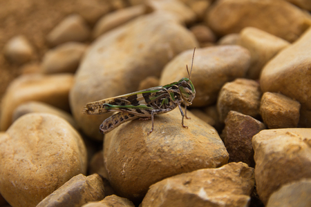 Grasshopper green and gray tones between boulders or stones の写真素材