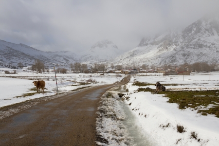 Road and Mountain Village  Cubillas of Arbas  in snowy and sunny landscape with dog and cow in the foreground  Leon  Spain の写真素材