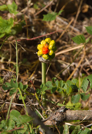 Plant poisonous berries Arum sp の写真素材
