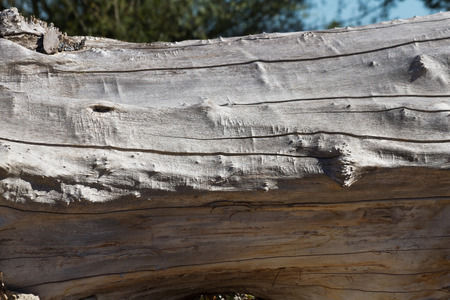 Dry tree trunk with cracks, knots and roughness 