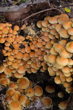 Colony of mushrooms, Hypholoma fasciculare in rotten woody debris の写真素材