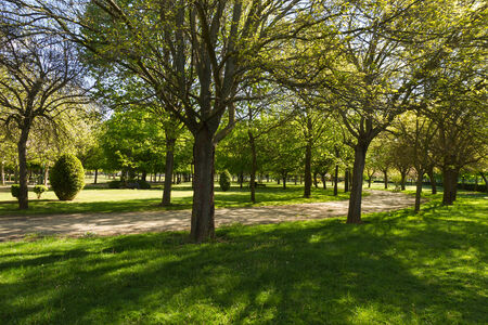 Spring public park with paths between trees of different speciesの写真素材