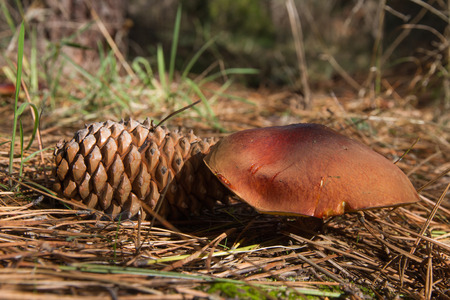 Boletus Mushroom pineapple with a fall on the floor of a pine forestの写真素材