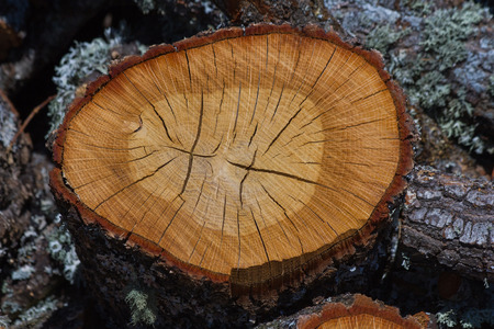 Tree trunk cut transversely showing the age of the tree rings and cracks in wood