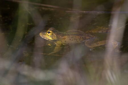 Profile frog floating in a pond and hidden between branches
