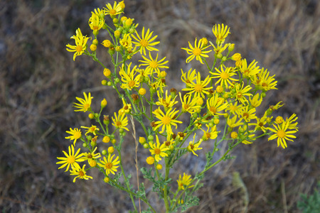 Plant yellow wildflowers - Ragwort Jacobaea vulgaris