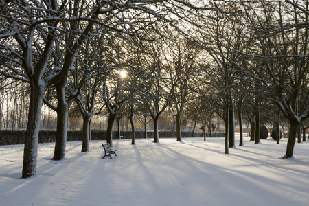 Public park snow with the sun breaking through the branches. Trees, hedges and solitary empty benchの写真素材