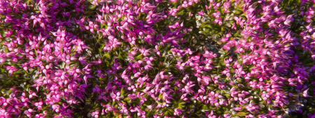 Panoramic background plant flowers pink heather between green branches and oil painting effect - Fondo Panoramico vegetal de Flores de brezo de color rosa entre ramas de color verde y con efecto de pintura al Ã³leo /// fondo; panorama; flores; oleo; rosa;の写真素材
