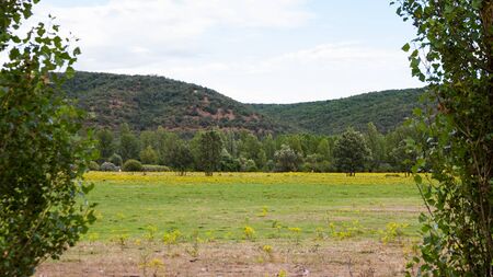 Framed between two poplars landscape of flat meadow with yellow flowers  senecio jacobaea ; on the banks of a river with poplars and willows beside hills or mountains in the background oak vegetationの写真素材