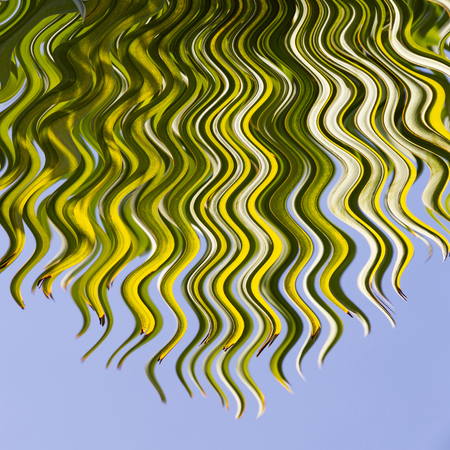 Chusan palm autumn leaf, fan, with some damaged photographic tips and ripple effectの写真素材