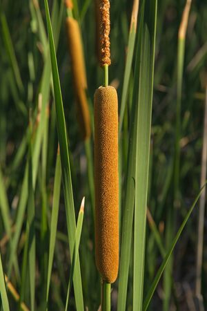 Mature flower spike of reed Typha latifolia. Aquatic herbaceous plantの写真素材