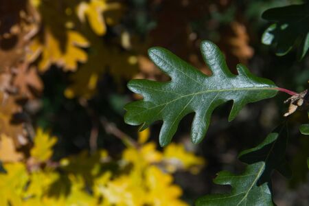 Detail of green leaf lobed White Oak on blurred background of yellow leaves in the transition to autumnの写真素材