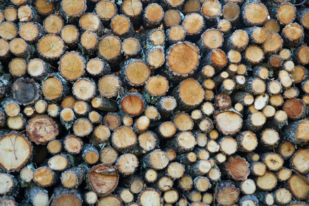 Oak firewood cut and stacked or piledの写真素材