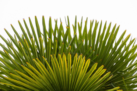 Chusan palm leaves, fan, with something damaged ends, and cobwebs hanging with morning dew. Silhouetted against white skyの写真素材