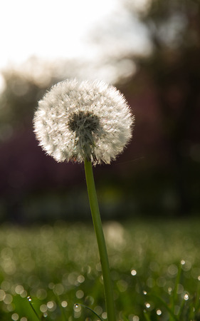 Nut with dandelion seeds in green meadow, with dewの写真素材