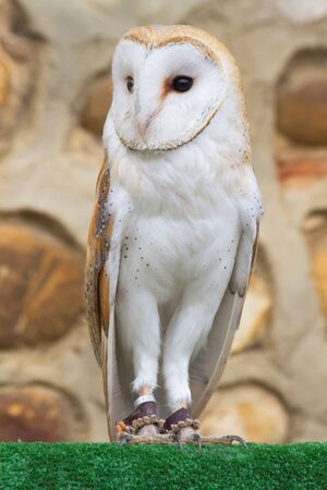 Common female owl, Tyto Alba, on blurred background stone wall. Looking to His right and on artificial turf. Captive in outdoor exhibitionの写真素材