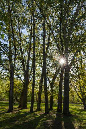 The sun's rays penetrating poplar trees in spring Between backlitの写真素材