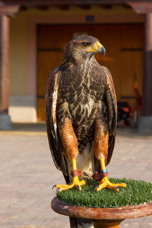 Harris's Hawk - Harris Hawk (Parabuteo unicintus) captive in exhibition in outdoor exposureの写真素材