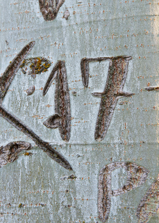 Number 17 engraved on the bark of the trunk of a treeの写真素材