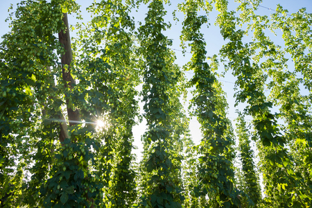 Hop planting with flowers or buds at a time close to harvesting and the sun entering between the branchesの写真素材