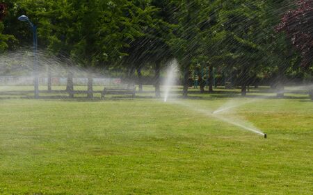 Sprinkler irrigation of green grass of a park with trees in the early hours of the morning and springの写真素材