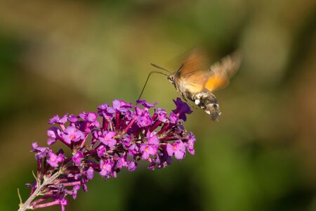 Butterfly Macroglossum stellatarum (Macroglossum stellatarum) flying and sucking, with its long tongue, nectar of a flower, of the bush Buddleja davidii of purple colorの写真素材