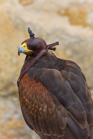 Hooded Harris Hawk (Parabuteo Unicintus)
