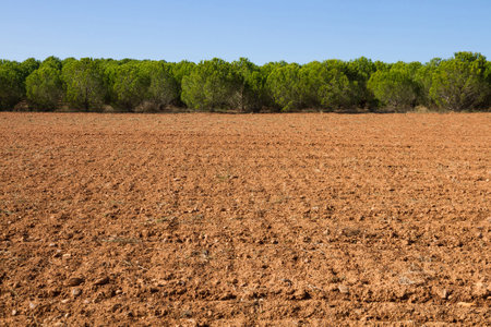 Clay agricultural land recently plowed and surrounded by a pine plantationの写真素材
