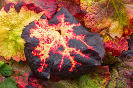 Beautiful colorful autumn background of grape leaves