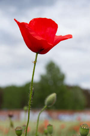 Pretty wild poppy in springの写真素材